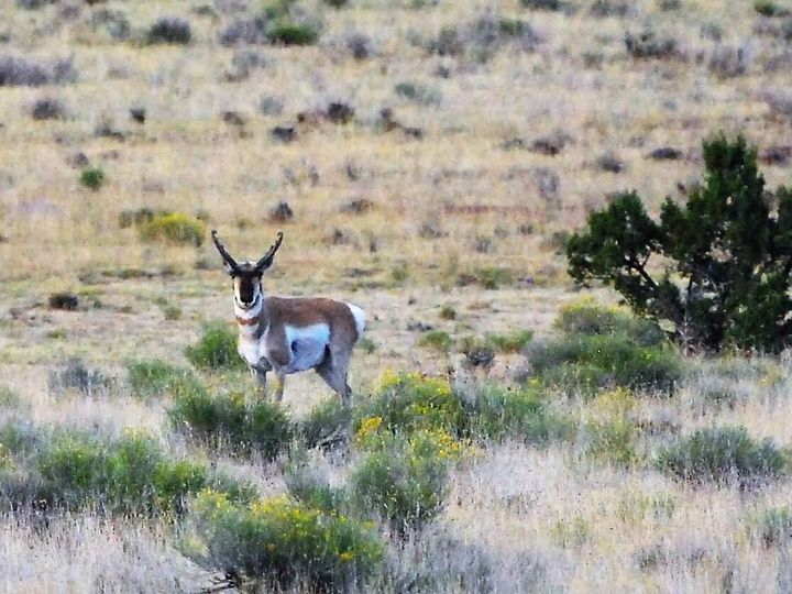 42180 W Antelope Run Rd Seligman AZ. Photo 30 of 37